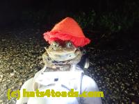 /home//u458753944/public_html/sourcegallery//Roxborough Toad Detour/2021/2021-04-11/P4110247.JPG